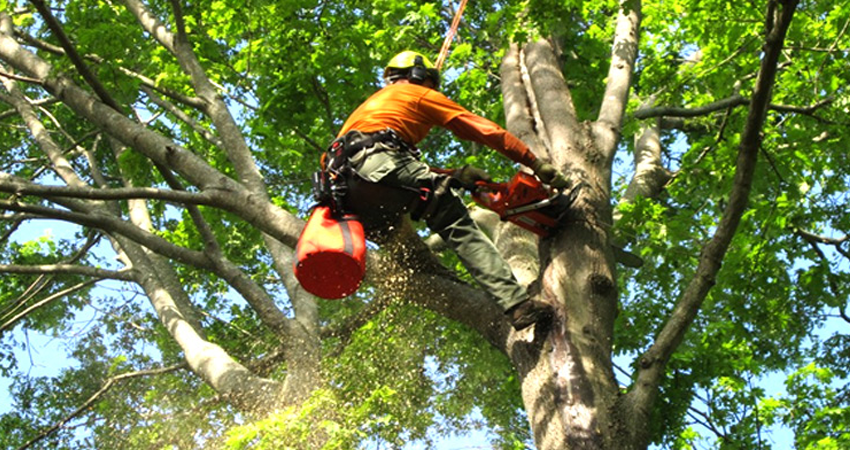 Tree Service Leads #1 - damianmartinez.com