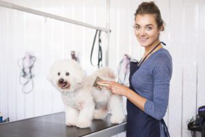 How To Start a Dog Grooming Business #1 - damianmartinez.com