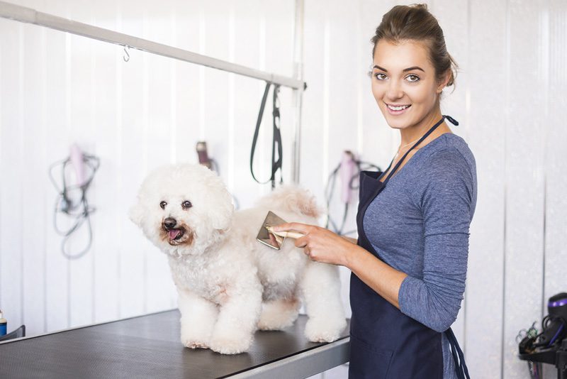 How To Start a Dog Grooming Business #1 - damianmartinez.com