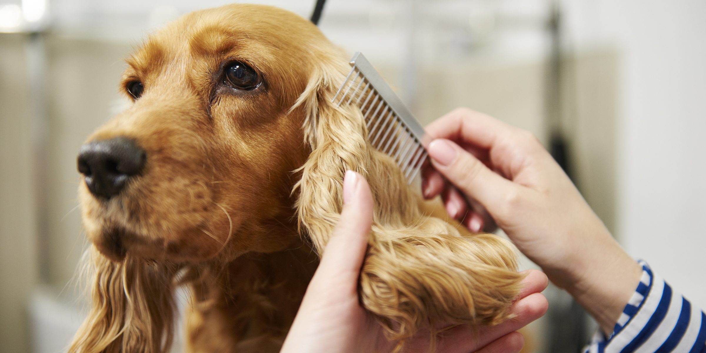 How To Start a Dog Grooming Business #4 - damianmartinez.com
