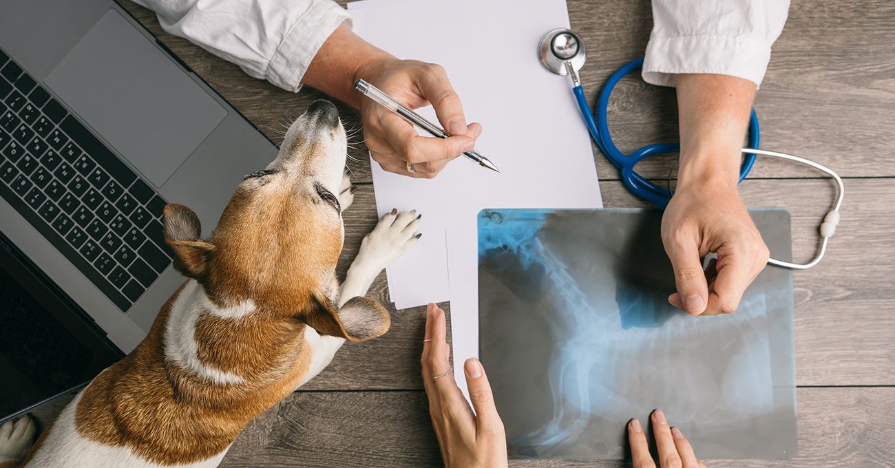 Veterinary Leads #3 - damianmartinez.com