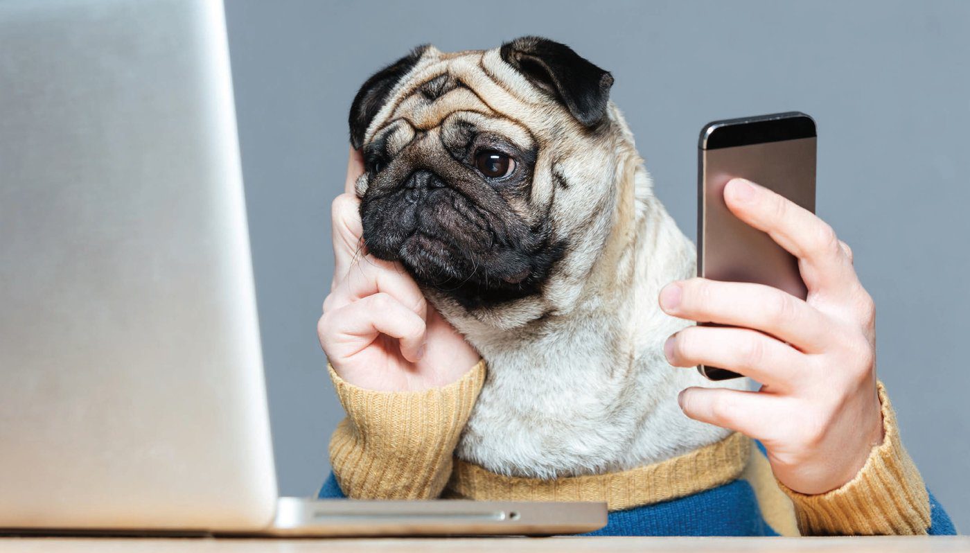 Veterinary Leads #7 - damianmartinez.com