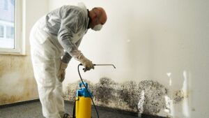 Mold Remediation Leads #1 - damianmartinez.com