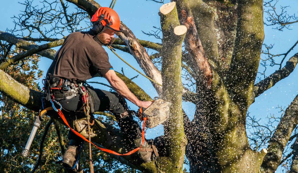 How to Start a Tree Service Business #1 - damianmartinez.com