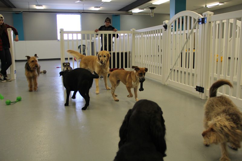 Dog Boarding Leads #11 - damianmartinez.com