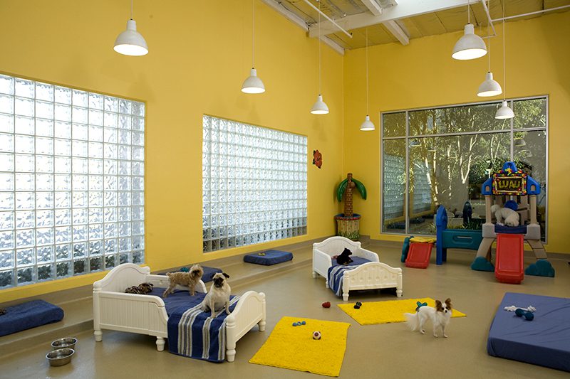 Dog Boarding Leads #3 - damianmartinez.com