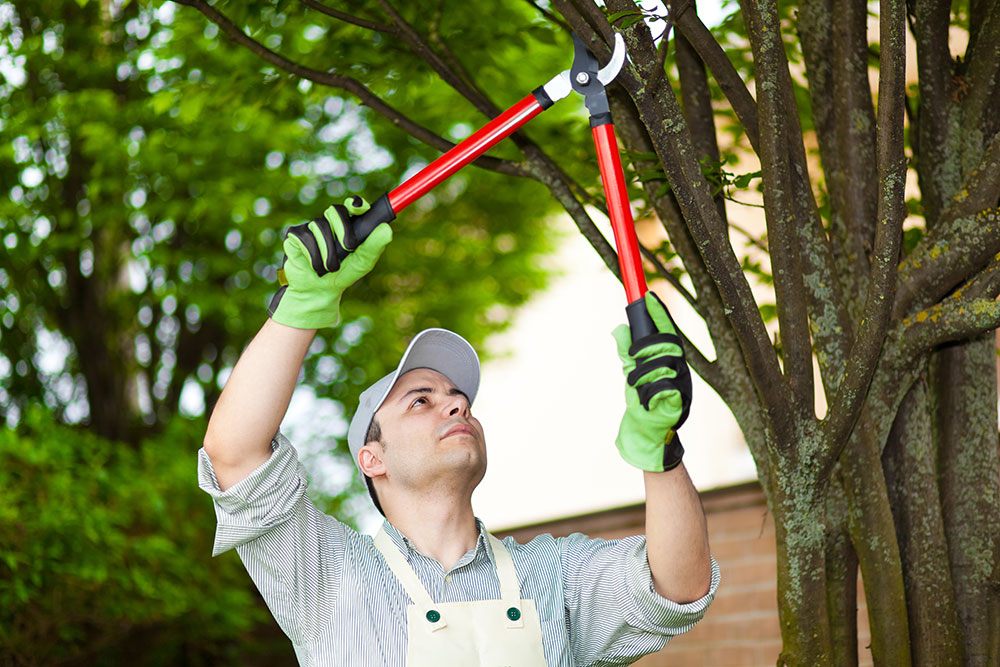 Tree Service Leads #12 - damianmartinez.com