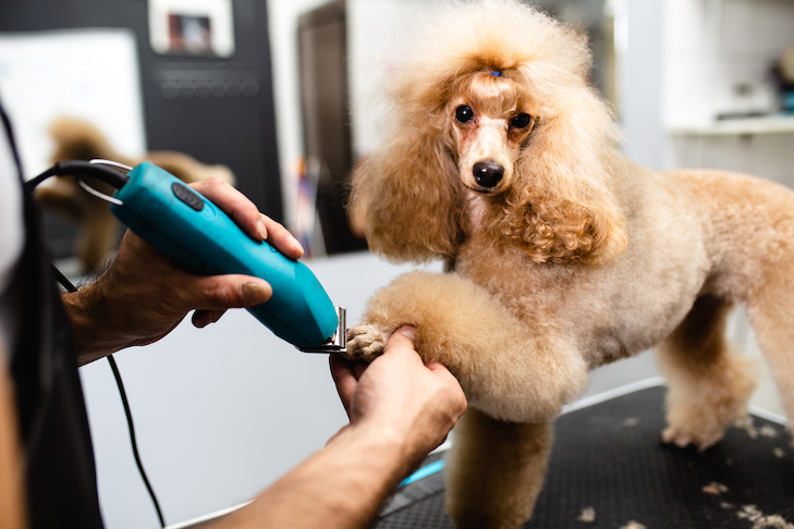 How To Start a Dog Grooming Business #14 - damianmartinez.com