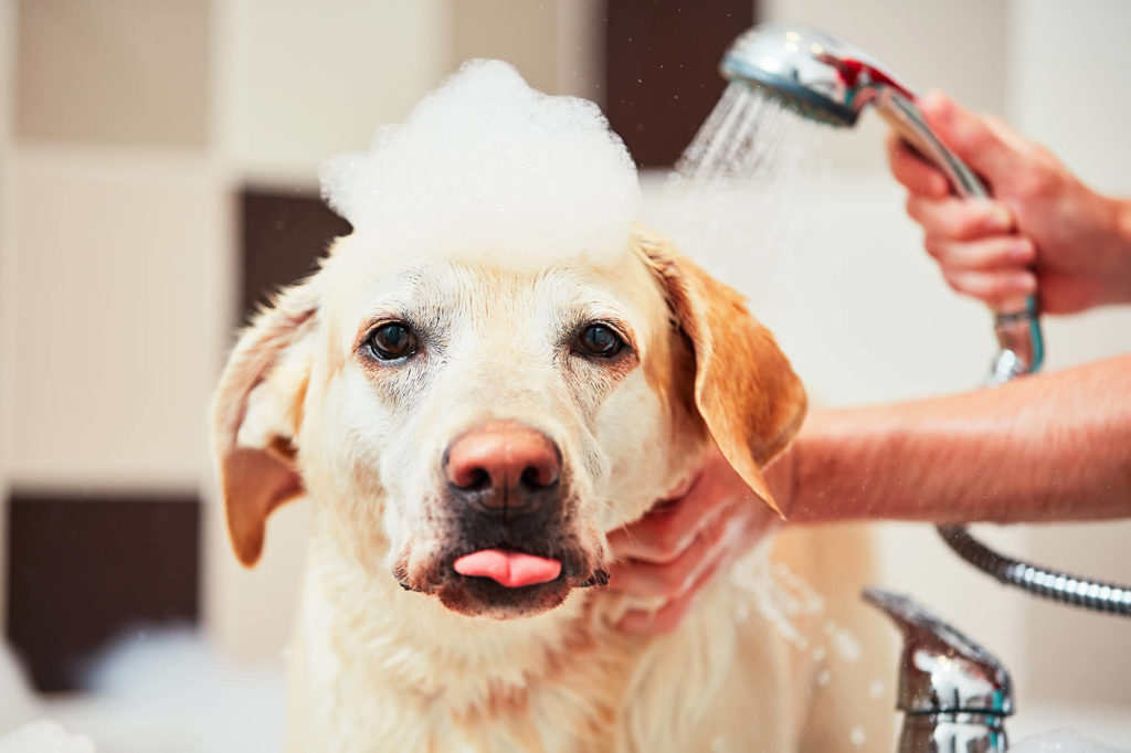 How To Start a Dog Grooming Business #2 - damianmartinez.com