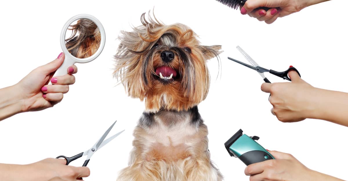 How To Start a Dog Grooming Business #3 - damianmartinez.com