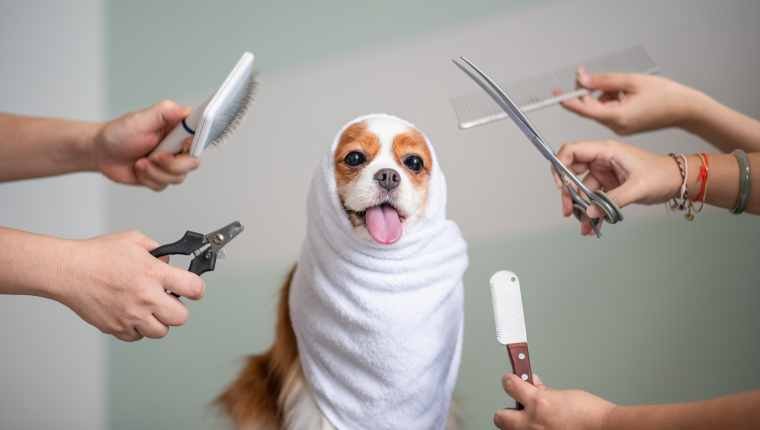 How To Start a Dog Grooming Business #7 - damianmartinez.com