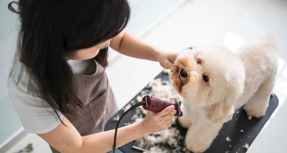 How To Start a Dog Grooming Business #8 - damianmartinez.com