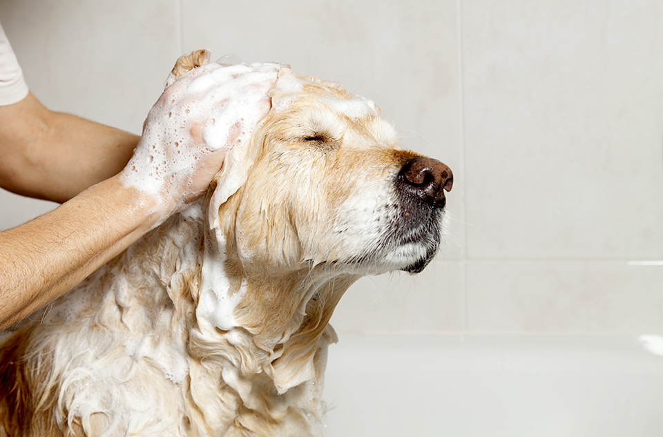 How To Start a Dog Grooming Business #9 - damianmartinez.com