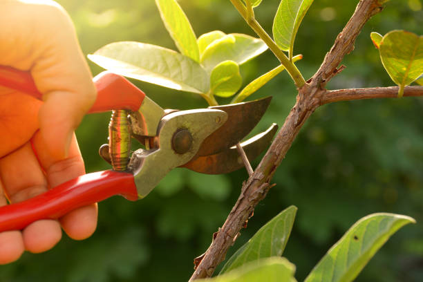 How to Start a Tree Service Business #5 - damianmartinez.com